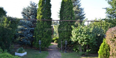 Jak umístit tui v oblasti země - doporučení